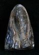 Large Triceratops Shed Tooth - #7150-1